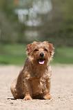 NORFOLK TERRIER 012